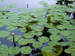 Lily pads.