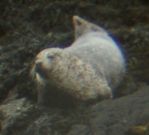 From the seal hide we saw this. (Photo taken through binoculars.)